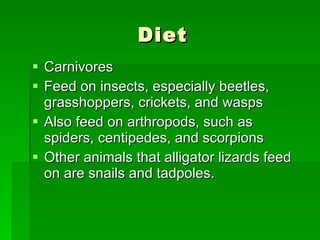 Diet Carnivores Feed on insects, especially beetles, grasshoppers, crickets, and wasps Also feed on arthropods, such as spiders, centipedes, and scorpions Other animals that alligator lizards feed on are snails and tadpoles.  
