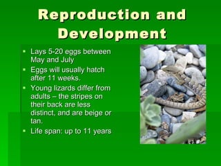 Reproduction and Development Lays 5-20 eggs between May and July Eggs will usually hatch after 11 weeks. Young lizards differ from adults – the stripes on their back are less distinct, and are beige or tan. Life span: up to 11 years 