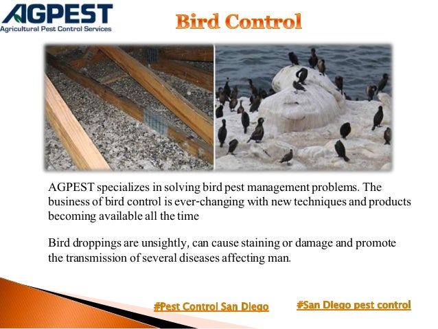 San Diego Pest Control