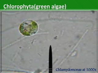 algae(spirulina) by Sandipayan Dutta | PPTX