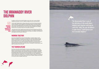 1918
In addition to the fish, the Irrawaddy Dolphin is also at risk, and is currently critically
endangered in Myanmar. There are roughly 60 dolphins left in the Ayeyarwady River.
The Irrawaddy Dolphin habitat overlaps strongly with severe threats from growing human
activities. The primary factor responsible for population declines is incidental mortality in
small-scale fisheries, especially gillnets and electro-fishing. Habitat loss and degradation
is also a major contributing threat in many freshwater areas, especially from existing and
planned dams in the Ayeyarwady River, and in coastal estuarine habitats from declining
freshwater flows, increasing commercial vessel traffic and pollution.
“Some fishermen feel that a significant part of this stems from the fishing licenses offered by
the Ministry of Livestock, Fisheries and Rural Development. The competitive bidding process
and the short-term length of the fishing contracts encourages over-fishing, to the detriment of
both dolphins and the cooperative fisherman.”
THE IRRAWADDY RIVER
WORKINGTOGETHER
One of the potential lifelines for the Irrawaddy Dolphin is cooperative fishing, whereby
fisherman and dolphins work together to catch their fish. Cooperative fishing is also more
effective. In 2006 and 2007, DOF and WCS conducted a study, which found that dolphin-
assisted fishing resulted in fewer empty nets and higher weight and value of the catch.
However, from 2011 to 2013, cooperative fisherman experienced a 17% drop in income. Over
40% of the fishermen say they have no other source of income, while about 38% rely on
additional income from farming. Agricultural income is susceptible to seasonal shocks, which
make it inconsistent from year to year.
THETOURISMLIFELINE
Ecotourism, in the form of tourists going to view the cooperative fishing, one of the only
places in the world where this is practiced, in addition to seeing the endangered Irrawaddy
Dolphin, is hoped will relieve some of the financial pressures on the fishermen, reducing the
need to practice electrofishing. The potential for ecotourism for the dolphins is significant.
The Mandalay Region, where most of the Irrawaddy Dolphin can be found, hosted more than
38 5031 tourists in 2016. Among them, 19 810 tourists used river cruises. Although these
cruises were likely to go to Bagan, there is a potential for dolphin watching to be an additional
activity. If this is the case, the same number of boat tours for dolphin watching could amount
to an income of about 10.5million US$ in 2016.
60IRRAWADDY
DOLPHINS
REMAININTHE
AYEYARWADY
RIVER
DOLPHIN
The Ayeyarwady River is one of
the only places in the world where
dolphins work together with man to
catch fish. Sadly, this age-old alliance
is under threat. Could tourism save
the Irrawaddy Dolphins?
 