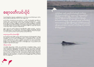 1918
ငါးများအပြင် မြန်မာနိုင်ငံတွင် မျ ိုးသုဉ်းရန် အထူးစိုးရိမ်ဖွယ်ရှိသည့် ဧရာဝတီလင်းပိုင်များသည်လည်း ခြိမ်းခြောက်မှုများနှင့် ရင်ဆိုင်နေ
ရသည်။ ဧရာဝတီမြစ်ထဲတွင် အကြမ်းအားဖြင့် လင်းပိုင်ပေါင်း ၆၀ ခန့်သာ ကျန်ရှိတော့သည်။
ဧရာဝတီလင်းပိုင်များ ကျင်လည်ကျက်စားရာဒေသများသည် တိုးပွားလာသော လူတို့၏ လုပ်ဆောင်မှုများကြောင့် အန္တရာယ်ဖြစ်စေသော
ဒေသများနှင့် အထူးပင် တထပ်တည်းကျနေသည်။ လင်းပိုင်ကောင်ရေ လျော့ကျလာမှု၏ အဓိကအကြောင်းရင်း မှာ အသေးစား
ငါးဖမ်းလုပ်ငန်းများ၏ ငါးဖမ်းမှုများ (အထူးသဖြင့် ပိုက်တန်းချ ငါးဖမ်းမှုများ၊ လျှပ်စစ်ရှော့ရိုက် ငါးဖမ်းမှုများ) တွင် သေဆုံးရမှုကြောင့်
ဖြစ်သည်။ ရေချ ိုဒေသများတွင် မြစ်ထဲရှိ တည်ရှိပြီးဖြစ်သော ဆည်များနှင့် တည်ဆောက်ရန် စီမံကိန်းရေးဆွဲပြီးဖြစ်သော ဆည်များကြောင့်
စားကျက်နယ်မြေများလျော့ကျလာခြင်းနှင့်ပျောက်ဆုံးခြင်းတို့သည်လင်းပိုင်များအတွက်မျ ိုးသုဉ်းစေနိုင်သောအကြောင်းအရင်းများထဲတွင်
ပါဝင်သည်။ ထို့ပြင် ကမ်းရိုးတန်းဒေသရှိ စားကျက်နယ်မြေများ ပျောက်ဆုံးရခြင်းတွင်မူ ရေချ ိုစီးဆင်းမှု လျော့နည်းလာခြင်း၊ ကုန်သွယ်ရေး
သင်္ဘောများ များပြားလာခြင်းနှင့် ရေထုညစ်ညမ်းလာမှု တို့ကြောင့် ဖြစ်သည်။
အချ ို့သော ရေလုပ်သားများက ဤကဲ့သို့ လင်းပိုင်များအပေါ် အန္တရာယ်ဖြစ်စေရခြင်းမှာ မွေးမြူရေး၊ ရေလုပ်ငန်းနှင့် ကျေးလက်ဒေသ
ဖွံ့ဖြိုးရေး ဝန်ကြီးဌာနမှ ချပေးသော ငါးဖမ်းလိုင်စင်များတွင် သန္ဓေတည်သည်ဟု ယူဆကြသည်။ ငါးဖမ်းလိုင်စင်ရရှိရန် အပြိုင်အဆိုင်
လေလံတင်ရခြင်း၊ငါးဖမ်းခွင့်ကာလတိုတောင်းခြင်းများကြောင့်တရားမဝင်ငါးဖမ်းခြင်းများပိုမိုဖြစ်စေပြီးလင်းပိုင်များနှင့် ရေနေသတ္တဝါများ
သာမက တရားဝင် နည်းလမ်းတကျ ငါးဖမ်းသော ရေလုပ်သားများ၏ စီးပွားရေးကိုလည်း ထိခိုက်စေသည်။
ဧရာဝတီလင်းပိုင်
အတူတကွပူးပေါင်းလုပ်ဆောင်ခြင်း
ဧရာဝတီလင်းပိုင်များ၏ လူတို့ကို အကျ ိုးပြုသောအချက်မှာ လူတို့၏ ငါးဖမ်းလုပ်ငန်းများတွင် ပူးပေါင်းပါဝင်၍ ကူညီပေးခြင်းပင် ဖြစ်သည်။
ထိုသို့ ကူညီပေးခြင်းသည် လူတို့အတွက် အလွန်အကျ ိုးရှိသည်။ လူသားတို့နှင့် လင်းပိုင်တို့ ပူးပေါင်း၍ ငါးဖမ်းခြင်းက ငါး ပိုမို ဖမ်းမိ၍
ဝင်ငွေတိုးကြောင်း ၂၀ဝ၆ နှင့် ၂၀ဝ၇ ခုနှစ်တွင် ငါးလုပ်ငန်းဦးစီးဌာန(DOF) နှင့် သားဌက်ထိန်းသိမ်းရေးအဖွဲ့ (WCS) တို့ ပြုလုပ်သော
လေ့လာမှုက တွေ့ရှိခဲ့သည်။ သို့သော် ၂၀၁၁ ခုနှစ်မှ ၂၀၁၃ ခုနှစ်အတွင်း ရေလုပ်သားများ၏ ဝင်ငွေ ၁၇% ခန့် လျော့ကျလာကြောင်း
သိရသည်။ ၄၀% သော ရေလုပ်သားများသည် အခြား ဝင်ငွေရရှိနိုင်သော နည်းလမ်းမရှိဘဲ ၃၈% သော ငါးဖမ်းသမားများသည် လယ်ယာ
စိုက်ပျ ိုးခြင်းကို အပိုဝင်ငွေ ရရှိရန် မှီခိုကြောင်း သိရသည်။ သို့သော် လယ်ယာစိုက်ပျ ိုးခြင်းမှ ရရှိသော ဝင်ငွေသည် နှစ်အလိုက် ရာသီပေါ်
မူတည်၍ ပြောင်းလဲနေပြီး ဝင်ငွေအတည်တကျမရှိချေ။
ခရီးသွားလုပ်ငန်း
သဘာဝအခြေပြု ခရီးသွားလုပ်ငန်းတွင် လင်းပိုင်နှင့် လူတို့ ပူးပေါင်းငါးဖမ်းမှုကို လက်တွေ့ကြည့်ရှုလေ့လာနိုင်မည့် နေရာသည်
ကမ္ဘာပေါ်တွင် ဧရာဝတီ မြစ်ဝှမ်းလွင်ပြင်ဒေသတွင်သာ ရှိသည်။ မျ ိုးသုဉ်းမည့် အန္တရာယ် ကျရောက်နေသော ဧရာဝတီလင်းပိုင်များကိုလည်း
လာရောက် ကြည့်ရှုနိုင်သည်။ ထိုသို့ကြည့်ရှုခြင်းဖြင့် ရေလုပ်သားများ၏ ဝင်ငွေကိုလည်း အနည်းငယ်တိုးစေ၍ လျှပ်စစ်ရှော့ရှိုက်
ငါးဖမ်းမှုကိုလည်း လျော့စေနိုင်မည် ဖြစ်သည်။ ထိုသို့ သဘာဝအခြေပြု ခရီးသွားလုပ်ငန်းကို ဖွံ့ဖြိုးတိုးတက်စေရန် လုပ်ဆောင်သင့်သည်မှာ
သိသာထင်ရှားလှသည်။ ၂၀၁၆ ခုနှစ်တွင် ဧရာဝတီလင်းပိုင်များ အများဆုံး တွေ့ရသော မန္တလေးတိုင်းဒေသကြီးတွင် ခရီးသွားဧည့်သည်
၃၈၅၀၃၁ ယောက်ကျော် လာရောက်ကြောင်းသိရသည်။ ထိုသို့ လာရောက်ကြသူများတွင် အပျော်စီးသင်္ဘောများကို အသုံးပြုသူ ၁၉၈၁၀
ခန့် ရှိသည်။ ထိုသင်္ဘောများသည် ပုဂံသို့သွားသော သင်္ဘောများ ဖြစ်သော်လည်း ဧရာဝတီလင်းပိုင်များကို ကြည့်ရှုရန် အသုံးပြုရန်လည်း
ဖြစ်နိုင်ခြေရှိပေသည်။ ဤသို့ အသုံးပြုခဲ့မည်ဆိုပါက ၂၀၁၆ ခုနှစ်တွင် ဧရာဝတီလင်းပိုင် ကြည့်ရှုခြင်းမှ ရရှိခဲ့သော ဝင်ငွေသည် အမေရိကန်
ဒေါ်လာ ၁၀.၅ သန်း ဖြစ်ခဲ့ပေမည်။
လင်းပိုင်နှင့် လူတို့ ပူးပေါင်းငါးဖမ်းမှုကို လက်တွေ့
ကြည့်ရှုလေ့လာနိုင်မည့် နေရာသည် ကမ္ဘာပေါ်တွင်
ဧရာဝတီ မြစ်ဝှမ်းလွင်ပြင်ဒေသတွင်သာ ရှိသည်။
စိတ်မကောင်းစရာမှာ ထို နှစ်ပေါင်းများစွာ သက်တမ်းရှိ
အလေ့အထသည် ခြိမ်းခြောက်မှုနှင့် ရင်ဆိုင်နေရသည်။
ခရီးသွားလုပ်ငန်းက ဧရာဝတီ လင်းပိုင်များကို ကယ်တင်
နိုင်ပါမည်လော။
 