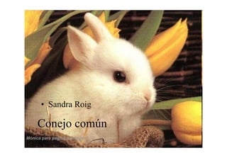 • Sandra Roig

Conejo común
 