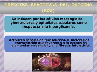 Se inducen por las células mesangiales
glomerulares y epiteliales tubulares como
       respuesta a la hiperglicemia.



Activarán señales de transducción y factores de
    transcripción que favorecen a la expansión
 glomerular mesangial y a la fibrosis intersticial.
 