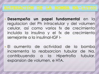    Desempeña un papel fundamental en la
    regulacion del Ph intracelular y del volumen
    celular, así como varios fx de crecimiento
    incluido la insulina y el fx de crecimiento
    semejante a la insulinaI-IGF I-

   El aumento de actividad de la bomba
    incrementa la reabsorcion tubular de Na,
    contribuyendo a la Hipertrofia tubular,
    expansion de volumen, e HTA.
 