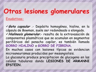 Otras lesiones glomerulares
Exudativas:

Gota capsular .- Depósito homogéneo, hialino, en la
cápsula de Bowman, suele ser redondeado o elongado.
Hialinosis glomerular.- resulta de la extravasación de
componentes plasmáticos que se acumulan en segmentos
periféricos del penacho capilar, es también llamada
GORRO HIALINO o GORRO DE FIBRINA.
En muchos casos con lesiones típicas se evidencian
microaneurismas producidos por mesangiolisis.
La glucosuria produce precipitacion de glucogeno en las
celulas tubulares dando LESIONES DE ARMANNI
EPSTEIN.
 