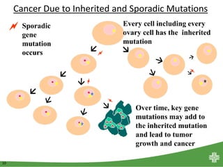 10
Cancer Due to Inherited and Sporadic Mutations
 
Every cell including every
ovary cell has the inherited
mutation
 Sporadic
gene
mutation
occurs
Over time, key gene
mutations may add to
the inherited mutation
and lead to tumor
growth and cancer



 
