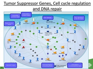 31
Tumor Suppressor Genes, Cell cycle regulation
and DNA repair
 