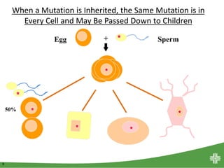 9
When a Mutation is Inherited, the Same Mutation is in
Every Cell and May Be Passed Down to Children
Egg Sperm+
50%
 