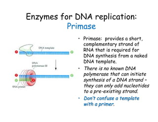 Rna Primase Model Molecular Biology:Central Dogma of Molecular Biology | PDF