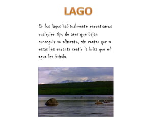 En los lagos habitualmente encontramos
cualquier tipo de aves que bajan
conseguir su alimento, sin contar que a
estas les encanta sentir la brisa que el
agua les brinda.
 