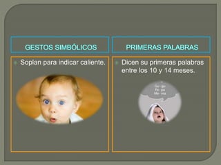 Soplan para indicar caliente.  Dicen su primeras palabras
entre los 10 y 14 meses.
 