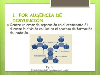 1. POR AUSENCIA DE
DISYUNCIÓN.
 Ocurre un error de separación en el cromosoma 21
durante la división celular en el proceso de formación
del embrión.
Fig. 1.
División trisomía 21 (no disyunción) celular.
 