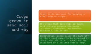 Crops
grown in
sand soil
and why
Sandy soils are good for growing a
wide range of crops.
The crops that grow well in sandy
soil include carrot, beetroot,
cucumber, muskmelon, watermelon,
fenugreek, radish etc
Importantly, sands allow the majority
of the stored water to be accessed by
crops, and 95% of soil water can be
extracted by a healthy cereal crop.
 
