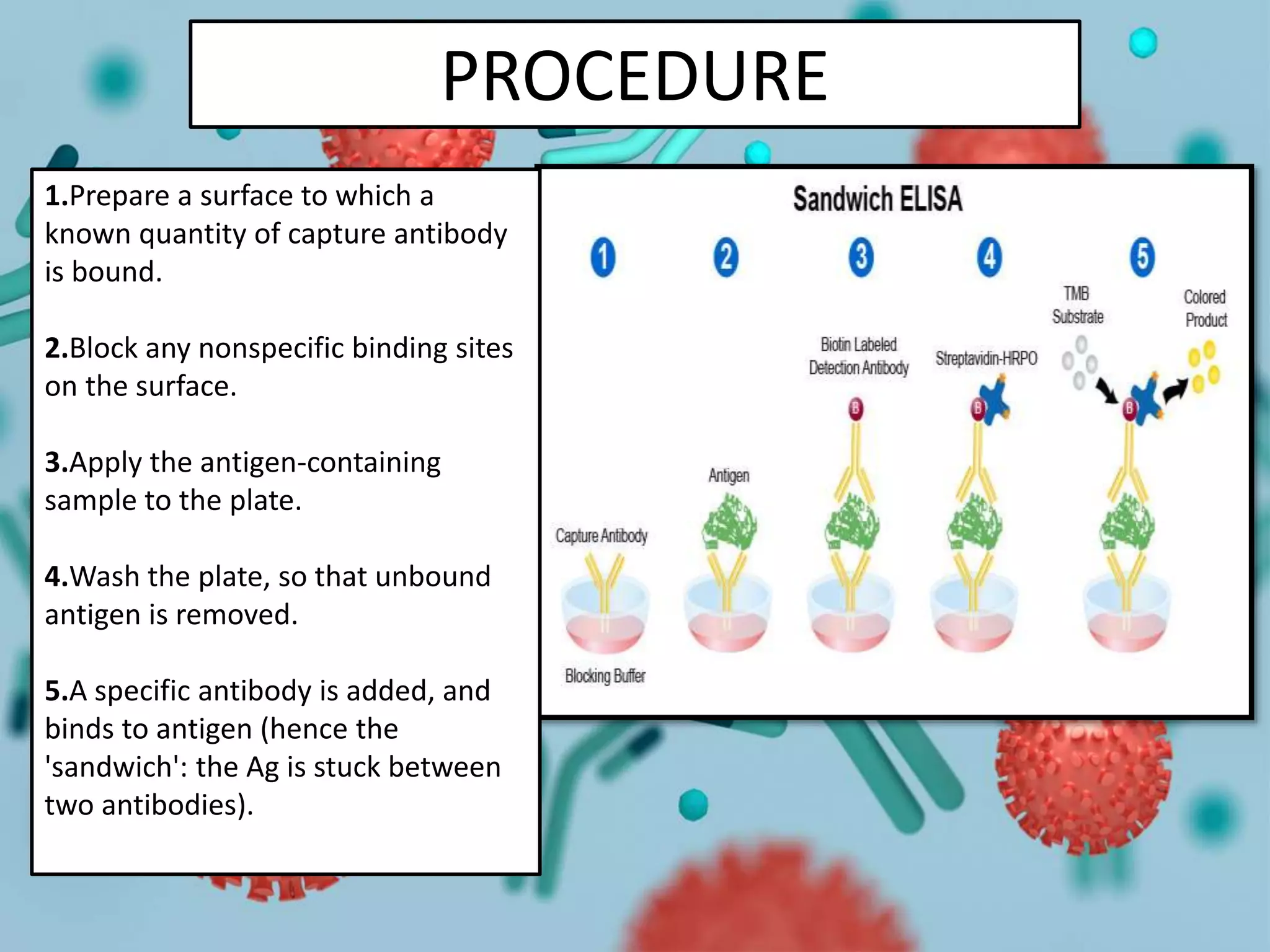 PROCEDURE
1.Prepare a surface to which a
known quantity of capture antibody
is bound.
2.Block any nonspecific binding sites
on the surface.
3.Apply the antigen-containing
sample to the plate.
4.Wash the plate, so that unbound
antigen is removed.
5.A specific antibody is added, and
binds to antigen (hence the
'sandwich': the Ag is stuck between
two antibodies).
 