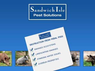Sandwich Isle Pest Solutions Provides Feral Pig Tips