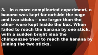 3. In a more complicated experiment, a
banana was kept far outside the cage
and two sticks – one larger than the
other- were kept inside the box. When
failed to reach the banana by one stick,
with a sudden bright idea the
chimpanzee tried to reach the banana by
joining the two sticks.
 