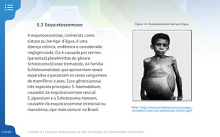 Unidade 4 • Doenças Relacionadas às Más Condições de Saneamentos Ambientais
110/231
5.3 Esquistossomose
A esquistossomose, conhecida como
xistose ou barriga-d’água, é uma
doença crônica, endêmica e considerada
negligenciada. Ela é causada porvermes
(parasitas) platelmintos do gênero
Schistosoma (classe trematoda, da família
Schistosomatidae), que apresentam sexos
separados e parasitam os vasos sanguíneos
de mamíferos e aves. Esse gênero possui
três espécies principais: S. haematobium,
causador da esquistossomose vesical;
S. japonicum e o Schistossoma mansoni,
causador da esquistossomose intestinal ou
mansônica, tipo mais comum no Brasil.
Figura 14 – Esquistossomose: barriga-d’água.
Fonte: <http://www.jornallivre.com.br/images_
enviadas/o-que-sao-parasitoses-intestin.jpg>
 