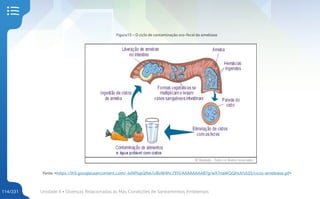 Unidade 4 • Doenças Relacionadas às Más Condições de Saneamentos Ambientais
114/231
Figura15 – O ciclo de contaminação oro-fecal da amebíase
Fonte: <https://lh5.googleusercontent.com/-IxNPlspQfek/UBvW4hc73YI/AAAAAAAAB7g/wX7naWQQhUI/s535/ciclo-amebiase.gif>
 
