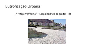 Eutrofização Urbana
• “Maré Vermelha” – Lagoa Rodrigo de Freitas - RJ
 