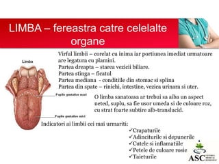 LIMBA – fereastra catre celelalte
organe
Virful limbii – corelat cu inima iar portiunea imediat urmatoare
are legatura cu plamini.
Partea dreapta – starea vezicii biliare.
Partea stinga – ficatul
Partea mediana - conditiile din stomac si splina
Partea din spate – rinichi, intestine, vezica urinara si uter.
O limba sanatoasa ar trebui sa aiba un aspect
neted, suplu, sa fie usor umeda si de culoare roz,
cu strat foarte subtire alb-translucid.
Indicatori ai limbii cei mai urmariti:
Crapaturile
Adinciturile si depunerile
Cutele si inflamatiile
Petele de culoare rosie
Taieturile

 