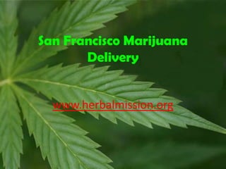 San Francisco Marijuana
       Delivery


  www.herbalmission.org
 