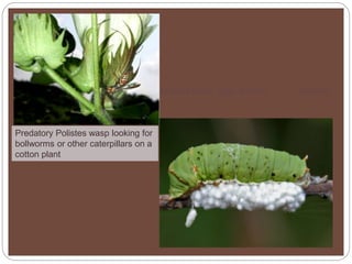 Role of biological control agent in crop protection | PPTX