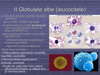 II.Globulele albe (leucocitele)
--celule mari, nucleate, mobile, mai puţin
    numeroase
- aprox. 6.000 – 8.000/ mm3 sânge
- au proprietatea de a emite pseudopode
    şi pot trece prin pereţii vaselor de
    sânge-DIAPEDEZĂ
- apără organismul împotriva microbilor =
    IMUNITATE
     -eliberând anticorpi (neutralizează
    toxinele microbilor)
     -fagocitoză (emit pseudopode)
-După forma nucleului:
1.Polinucleare( granulare):neutrofile,
bazofilile, eozinofile
2.Mononucleare (agranulare):
limfocite, monocite.
- Durata de viaţă este între căteva
    zile,pt polinucleare, şi câteva luni,
    pt mononucleare.
 