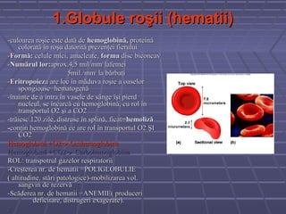 1.Globule roşii (hematii)
-culoarea roşie este dată de hemoglobină, proteină
     colorată în roşu datorită prezenţei fierului
-Formă: celule mici, anucleate, forma disc biconcav
-Numărul lor:aprox.4,5 mil/mm3 lafemei
                        5mil./mm3 la bărbaţi
-Eritropoieza are loc în măduva roşie a oaselor
     spongioase=hematogenă
-înainte de a intra în vasele de sânge îşi pierd
     nucleul, se încarcă cu hemoglobină, cu rol în
     transportul O2 şi a CO2
-trăiesc 120 zile, distruse în splină, ficat=hemoliză
-conţin hemoglobină ce are rol în transportul O2 ŞI
     CO2
Hemoglobină +O2 Oxihemoglobina
Hemoglobină +CO2 Carbohemoglobina
ROL: transpotrul gazelor respiratorii
-Creşterea nr. de hematii =POLIGLOBULIE
( altitudine, stări patologice)-mobilizarea vol.
     sangvin de rezervă
-Scăderea nr. de hematii =ANEMIE( produceri
          deficitare, distrugeri exagerate).
c
 