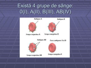 Există 4 grupe de sânge:
 0(I), A(II), B(III), AB(IV)
 