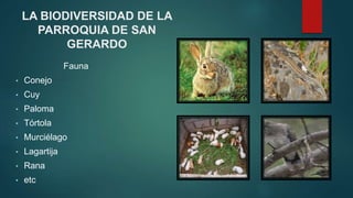 LA BIODIVERSIDAD DE LA
PARROQUIA DE SAN
GERARDO
Fauna
• Conejo
• Cuy
• Paloma
• Tórtola
• Murciélago
• Lagartija
• Rana
• etc
 