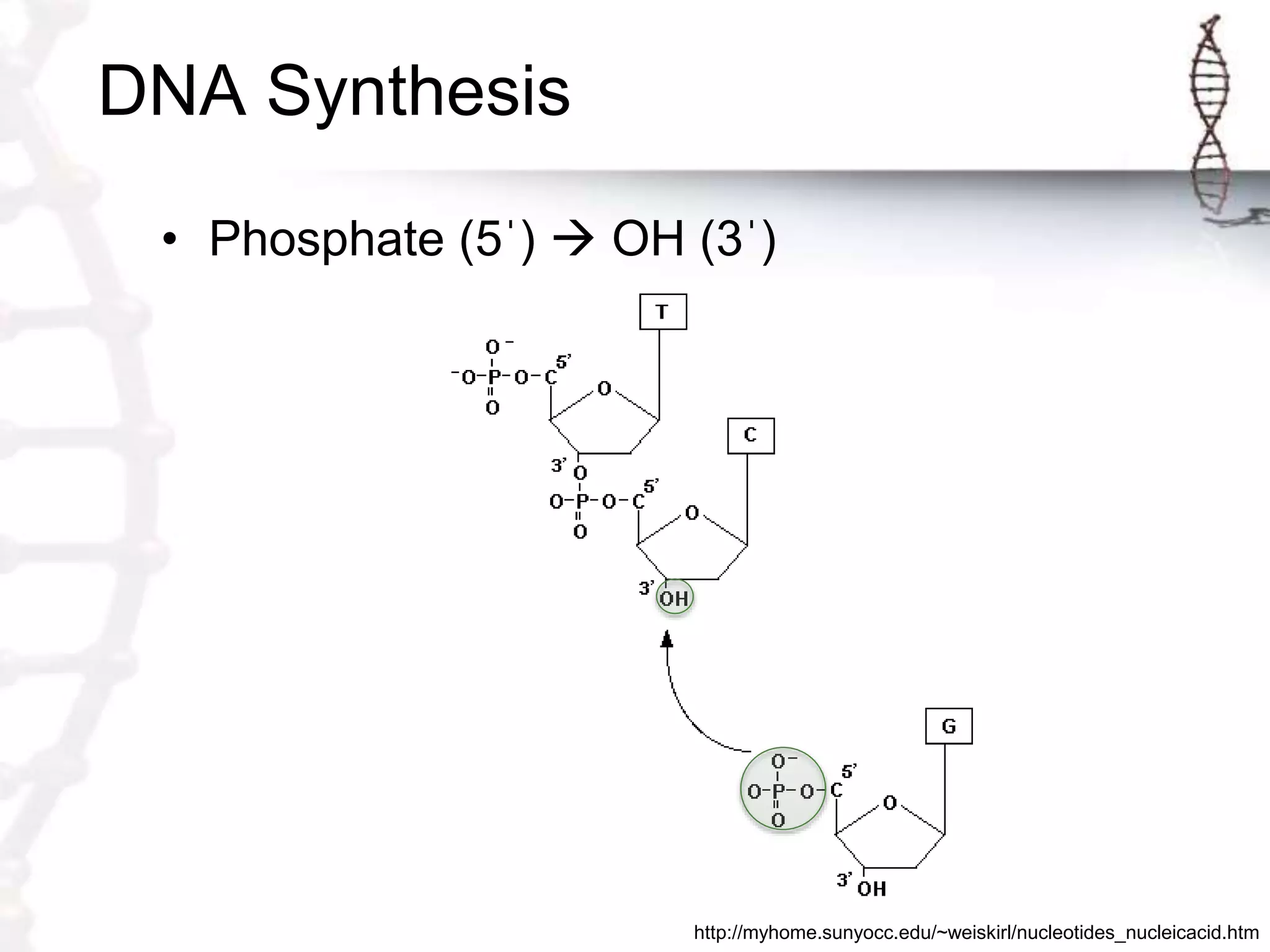 DNA Synthesis
• Phosphate (5ˈ)  OH (3ˈ)
http://myhome.sunyocc.edu/~weiskirl/nucleotides_nucleicacid.htm
 