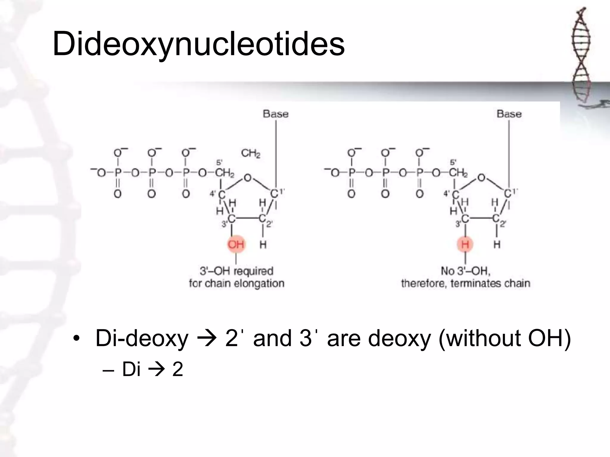 Dideoxynucleotides
• Di-deoxy  2ˈ and 3ˈ are deoxy (without OH)
– Di  2
 