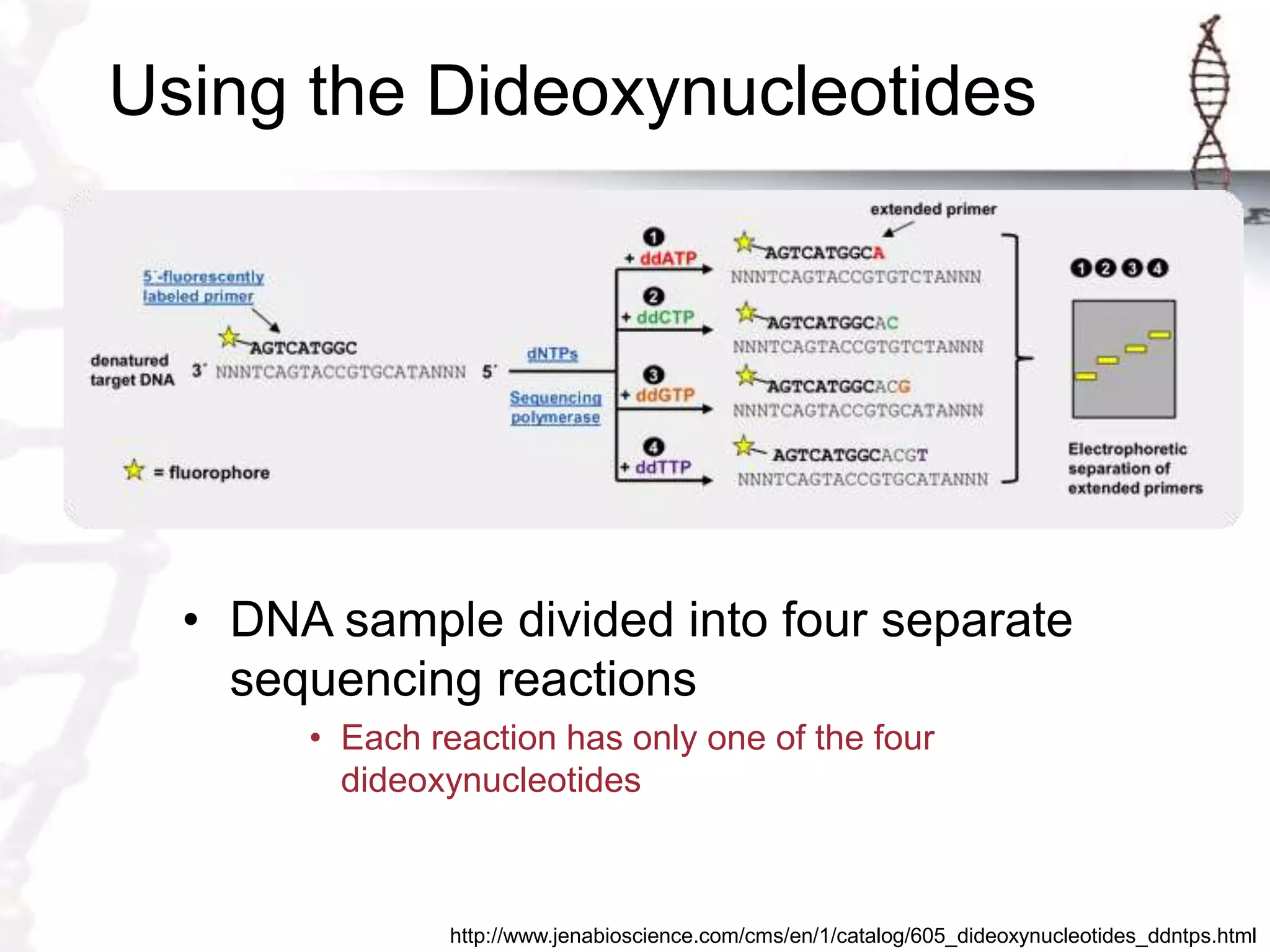 Using the Dideoxynucleotides
• DNA sample divided into four separate
sequencing reactions
• Each reaction has only one of the four
dideoxynucleotides
http://www.jenabioscience.com/cms/en/1/catalog/605_dideoxynucleotides_ddntps.html
 