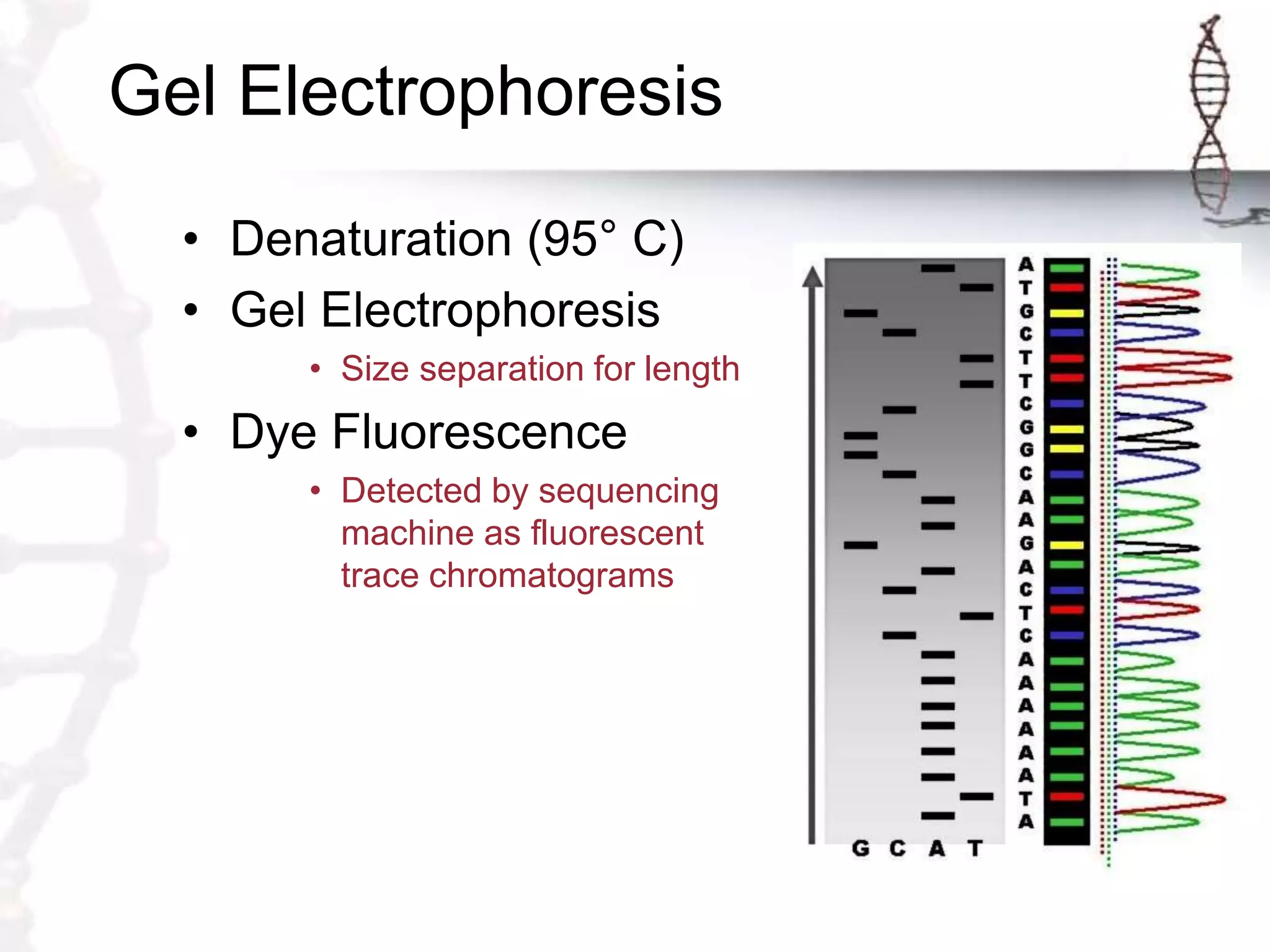 Gel Electrophoresis
• Denaturation (95° C)
• Gel Electrophoresis
• Size separation for length
• Dye Fluorescence
• Detected by sequencing
machine as fluorescent
trace chromatograms
 