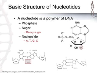 Basic Structure of Nucleotides
• A nucleotide is a polymer of DNA
– Phosphate
– Sugar
• Deoxy sugar
– Nucleoside
• A, T, G, C
http://myhome.sunyocc.edu/~weiskirl/nucleotides_nucleicacid.htm
 