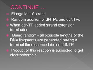  Elongation of strand
 Random addition of dNTPs and ddNTPs
 When ddNTP added strand extension
terminates
 Being random - all possible lengths of the
DNA fragments are generated having a
terminal fluorescence labeled ddNTP
 Product of this reaction is subjected to gel
electrophoresis
 