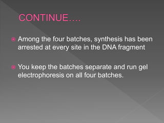  Among the four batches, synthesis has been
arrested at every site in the DNA fragment
 You keep the batches separate and run gel
electrophoresis on all four batches.
 
