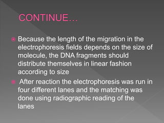  Because the length of the migration in the
electrophoresis fields depends on the size of
molecule, the DNA fragments should
distribute themselves in linear fashion
according to size
 After reaction the electrophoresis was run in
four different lanes and the matching was
done using radiographic reading of the
lanes
 