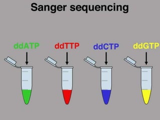  They terminate DNA chain elongation as
 Cannot form a phosphodiester bond with the
next deoxynucleotide
 Each ddNTP has label for different color
fluorescence
 