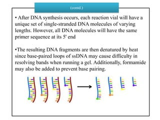 • After DNA synthesis occurs, each reaction vial will have a
unique set of single-stranded DNA molecules of varying
lengths. However, all DNA molecules will have the same
primer sequence at its 5' end
•The resulting DNA fragments are then denatured by heat
since base-paired loops of ssDNA may cause difficulty in
resolving bands when running a gel. Additionally, formamide
may also be added to prevent base pairing.
(contd.)
 