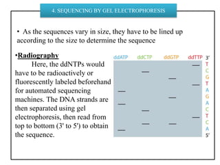 • As the sequences vary in size, they have to be lined up
according to the size to determine the sequence
4. SEQUENCING BY GEL ELECTROPHORESIS
•Radiography
Here, the ddNTPs would
have to be radioactively or
fluorescently labeled beforehand
for automated sequencing
machines. The DNA strands are
then separated using gel
electrophoresis, then read from
top to bottom (3' to 5') to obtain
the sequence.
 
