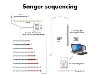 Sanger sequencing
 