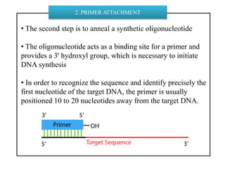 • The second step is to anneal a synthetic oligonucleotide
• The oligonucleotide acts as a binding site for a primer and
provides a 3' hydroxyl group, which is necessary to initiate
DNA synthesis
• In order to recognize the sequence and identify precisely the
first nucleotide of the target DNA, the primer is usually
positioned 10 to 20 nucleotides away from the target DNA.
2. PRIMER ATTACHMENT
 