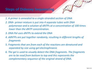 Steps of Dideoxy Sequencing
1. A primer is annealed to a single-stranded section of DNA
2. DNA- primer mixture is put into 4 separate tubes with DNA
polymerase and a solution of dNTPs at a concentration of 100 times
lower than the dNTP concentration.
3. DNA Pol uses dNTPs to extend the DNA
4. ddNTPs are put together randomly, resulting in different lengths of
fragments
5. Fragments that are from each of the reactions are denatured and
separated by size using gel electrophroesis
6. The gel is used to visually detect the DNA fragments. The fragments
are to be read from bottom to top and this represents the
complementary sequence of the original strand of DNA.
 