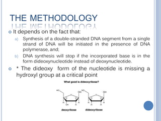 THE METHODOLOGY
 It depends on the fact that:
a) Synthesis of a double-stranded DNA segment from a single
strand of DNA will be initiated in the presence of DNA
polymerase, and;
b) DNA synthesis will stop if the incorporated base is in the
form dideoxynucleotide instead of deoxynucleotide.
 * The dideoxy form of the nucleotide is missing a
hydroxyl group at a critical point
 