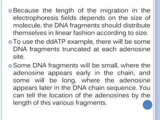  Because the length of the migration in the
electrophoresis fields depends on the size of
molecule, the DNA fragments should distribute
themselves in linear fashion according to size.
 To use the ddATP example, there will be some
DNA fragments truncated at each adenosine
site.
 Some DNA fragments will be small, where the
adenosine appears early in the chain, and
some will be long, where the adenosine
appears later in the DNA chain sequence. You
can tell the location of the adenosines by the
length of this various fragments.
 