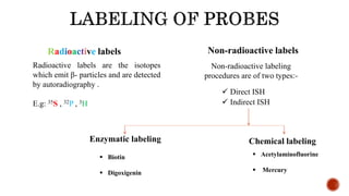 Chemical labelingEnzymatic labeling
 Acetylaminofluorine
 Mercury
 Biotin
 Digoxigenin
Radioactive labels
Radioactive labels are the isotopes
which emit β- particles and are detected
by autoradiography .
E.g: 35S , 32P , 3H
Non-radioactive labels
Non-radioactive labeling
procedures are of two types:-
 Direct ISH
 Indirect ISH
 