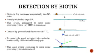 17
 Biotin, is first introduced enzymatically into NA
probe.
 Probe hybridized to target NA.
 Then avidin, conjugated to same signal
generating system, (say FITC) is introduced.
 Detected by green colored fluorescene of FITC.
 To enhance the signal strength avidin can further
be detected by biotin-antiavidin conjugate.
 Then again avidin, conjugated to some signal
generating system is introduced.
+
+
ssProbe with biotin
Avidin with SGS as FITC
ssDNA
 