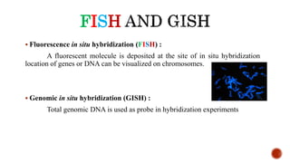 FISH
 Fluorescence in situ hybridization (FISH) :
A fluorescent molecule is deposited at the site of in situ hybridization
location of genes or DNA can be visualized on chromosomes.
 Genomic in situ hybridization (GISH) :
Total genomic DNA is used as probe in hybridization experiments
 